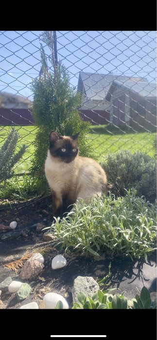 Сіамські котики від чистокровних батьків.