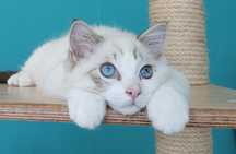 Piękny Kocurek Ragdoll