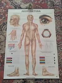 Plansza anatomiczna, plakat - akupunktura