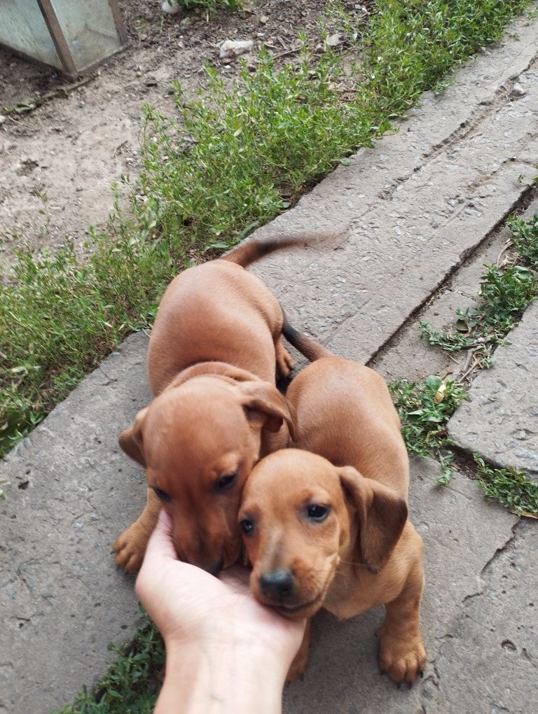 Продам цуценят такси