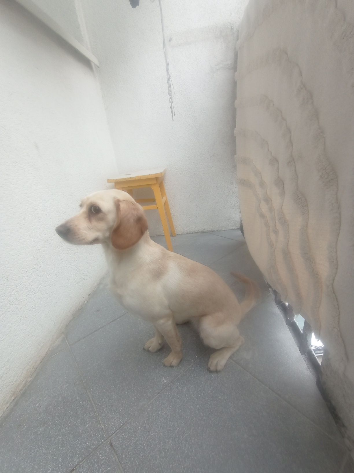 Pies Obamy za darmo