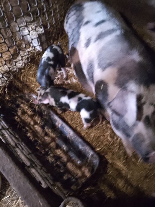 Продам поросят петрен