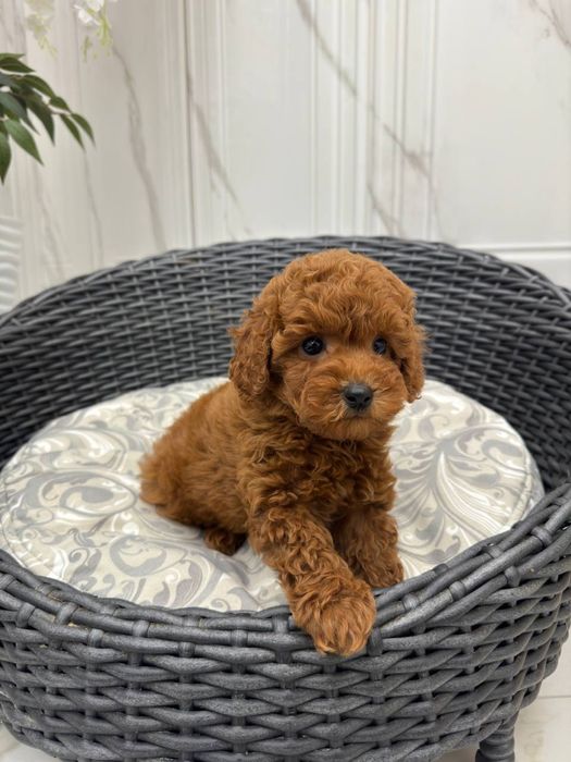 Мальтипу міні F1 - F2 на любий смак