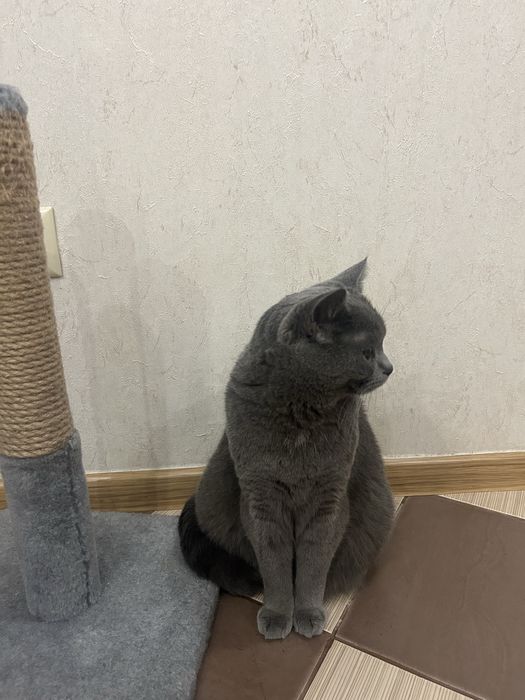 Відам в добрі руки котика