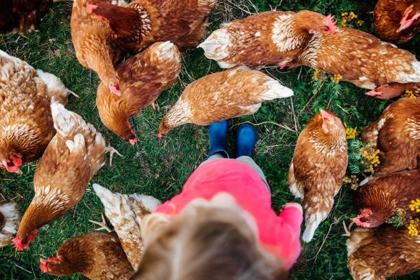 Kury z jajkiem Leghorn  Kraśnik transport gratis