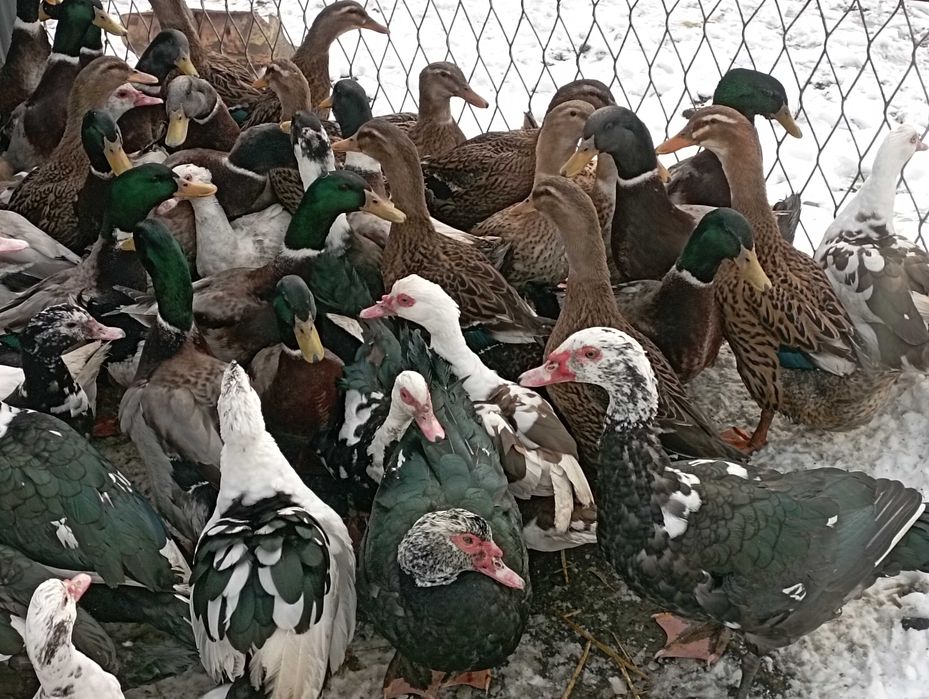 Kaczory i Kaczki ŻYWE Do : UBOJU / Chów + WYŁUPEK Na ZAMÓWIENIE