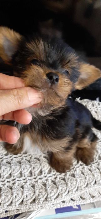 Yorkshire Terrier Miniatura de Qualidade TOP