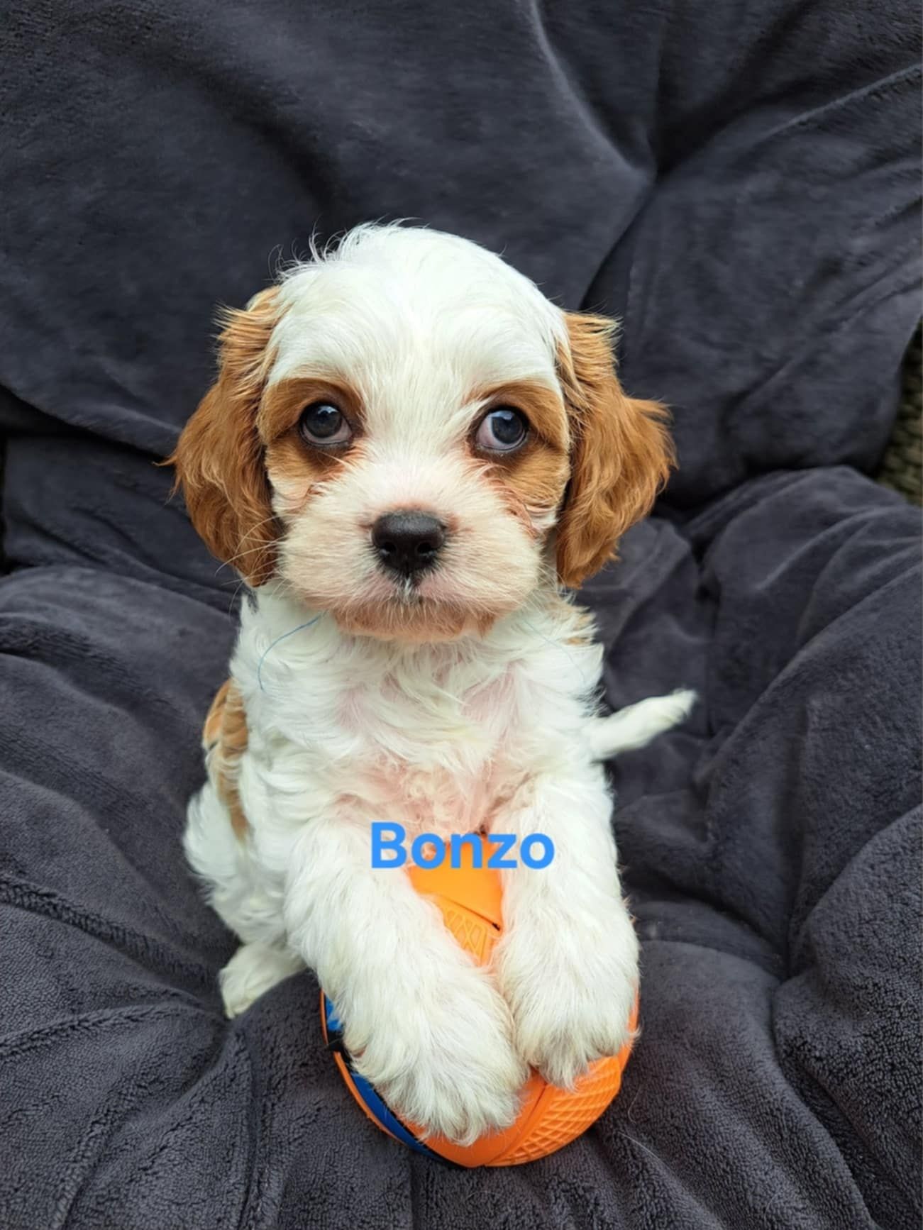 Cavapoo - Blenheim - Piesek