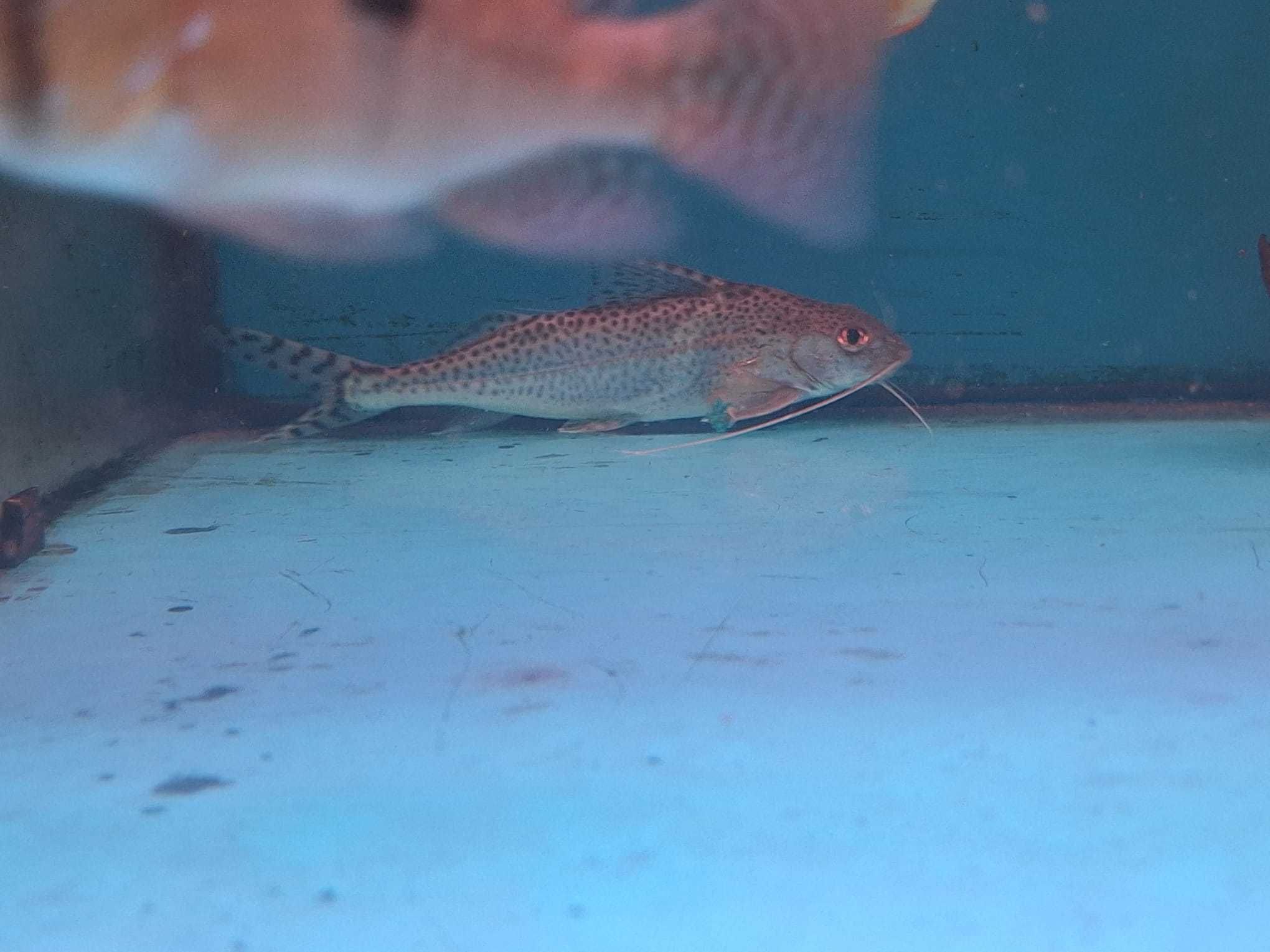 Pimelodus pictus