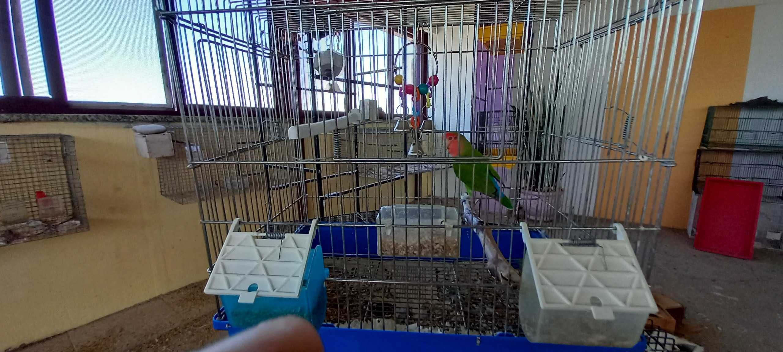 Canário e agapornis machos Diamantes papagaio