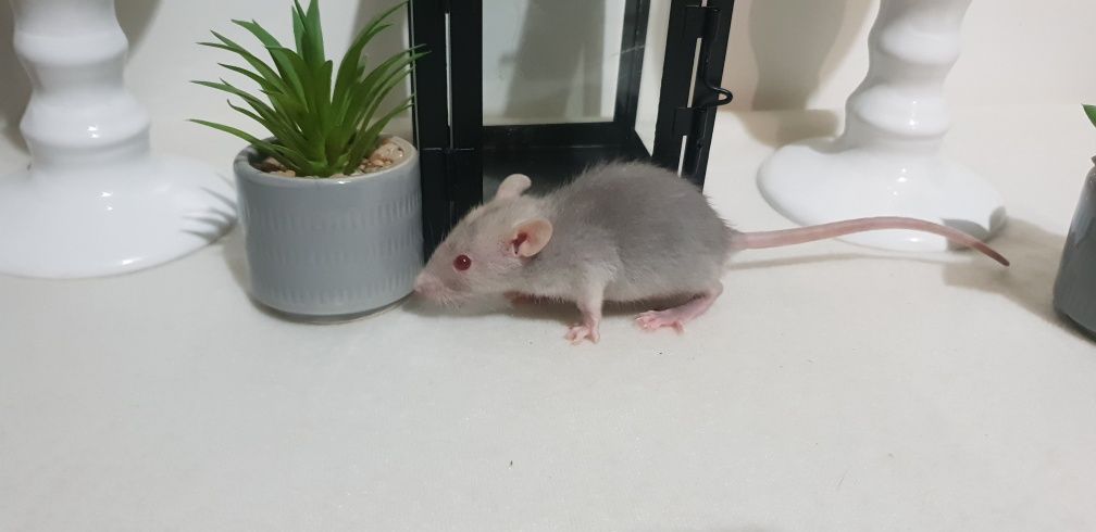 Szczur szczury szczczurki słodkie maluszki