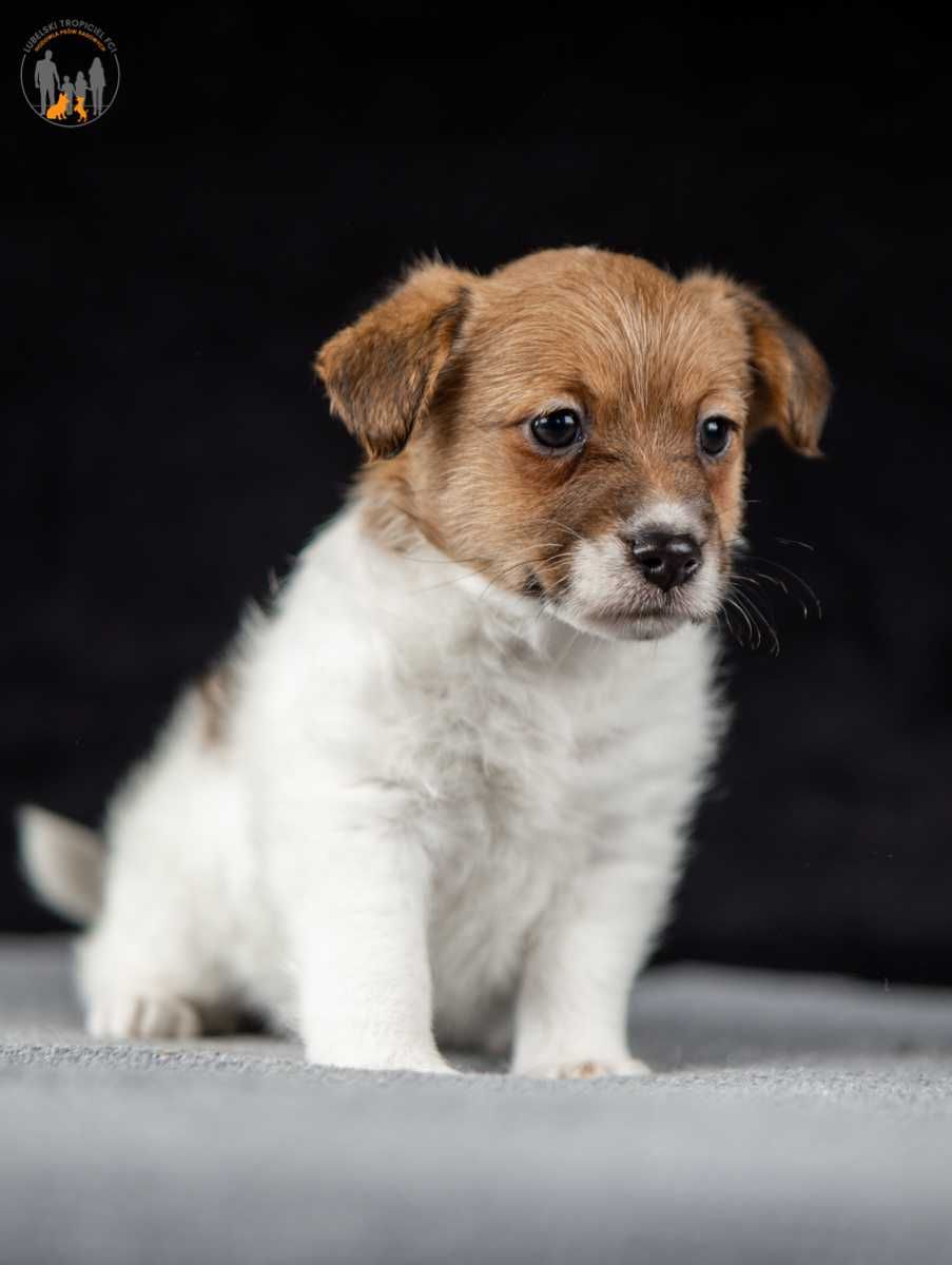 Jack Russell Terrier ZKwP FCI