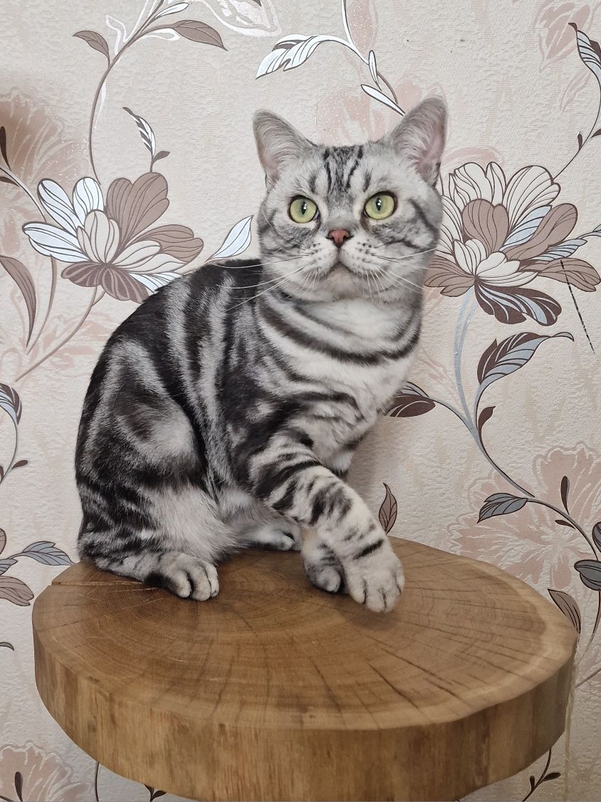 Американський короткошерстний кіт
