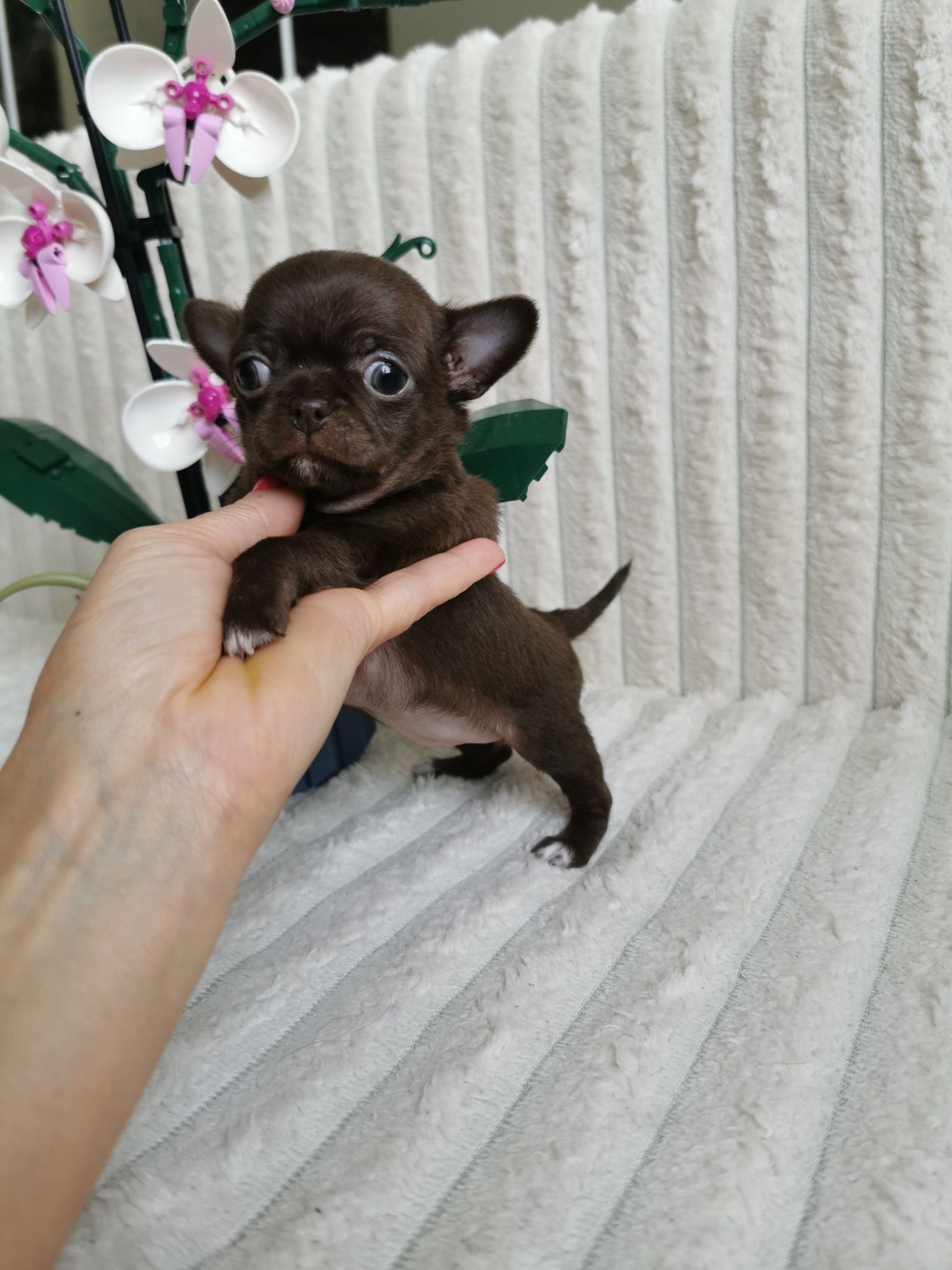 Dziewczynka czekoladowa chihuahua CUDO