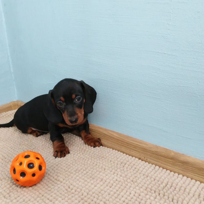 Czarny podpalany piesek jamnik