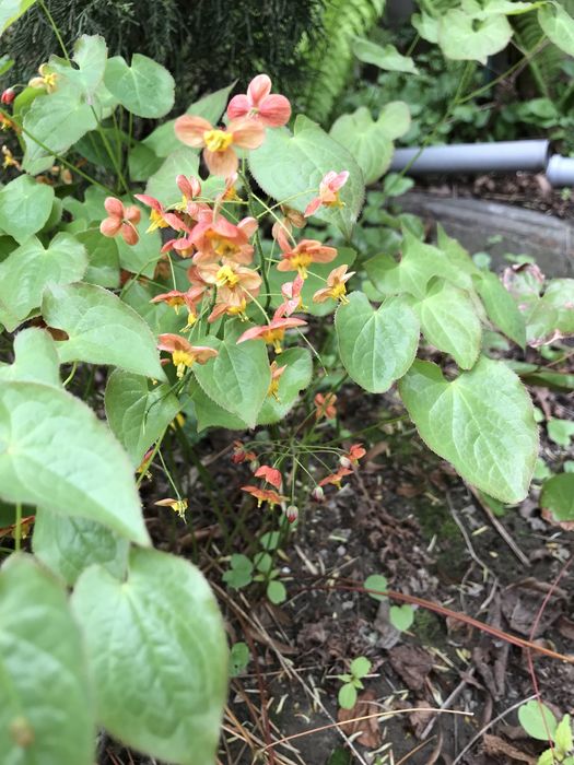 Многолетние цветы и кустарники.  Мордовник   Эпимедиум. Физостегия.  .