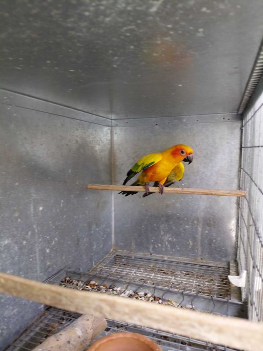 Aratinga Sol, macho, 2 anos, com cedência!