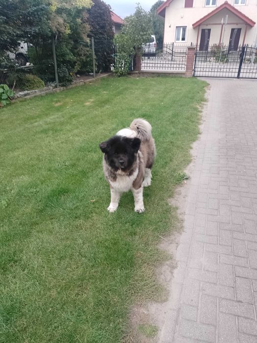 Sprzedam Akitę Amerykańską suka FCI.
