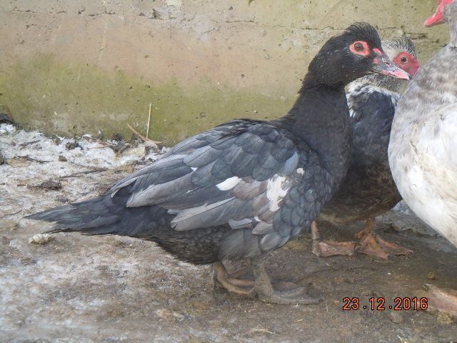 Качур мускусний 11 місяців