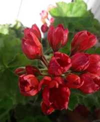 Тюльпаноквіткова пеларгонія