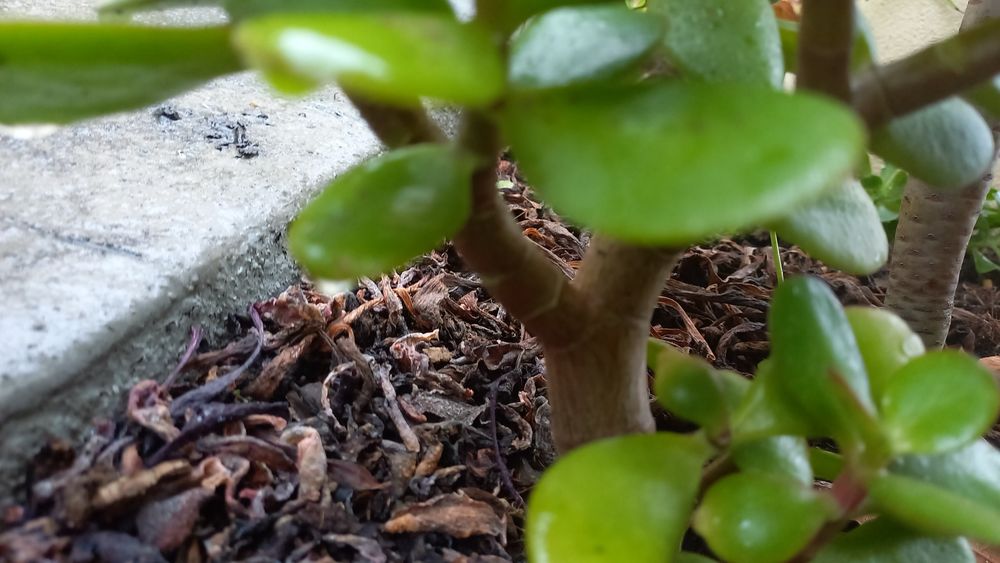 Planta de Jade bem enraizada