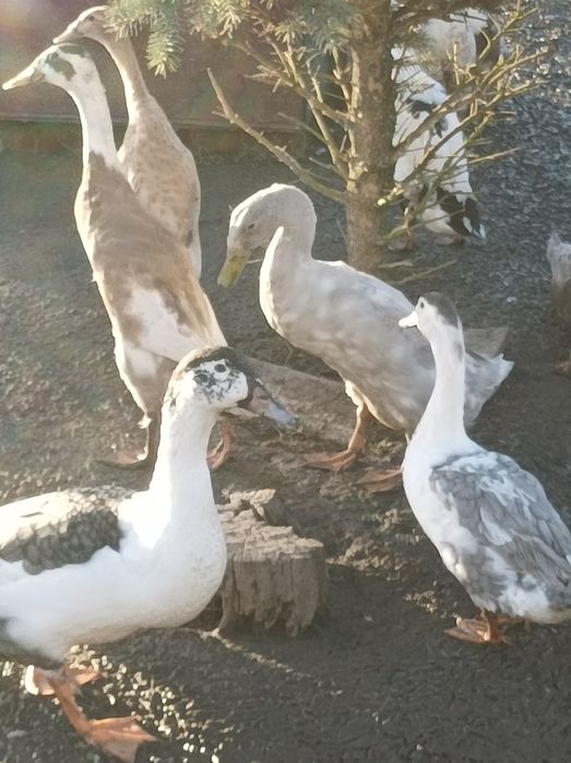 Kaczki staropolskie biegusy piżmowe