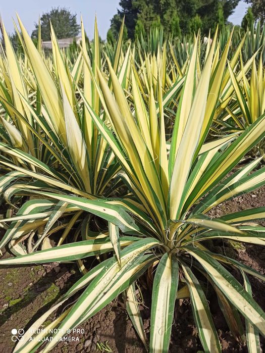 Juka żółta  Color Guard, piękna duża sadzonka!