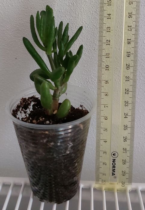 Крассула толстянка коралл