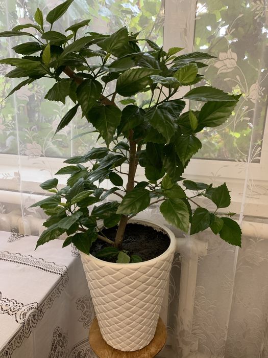 Роза кімнатна