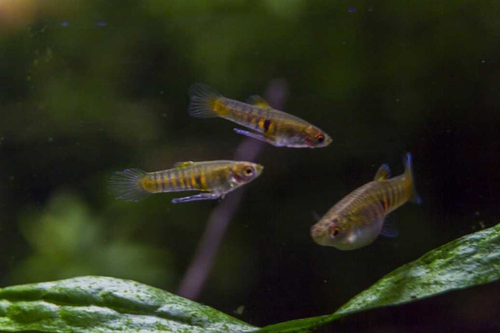 Superzestaw do nano Drobnotka Nadobna x4 krewetki czerwone x8 rośliny