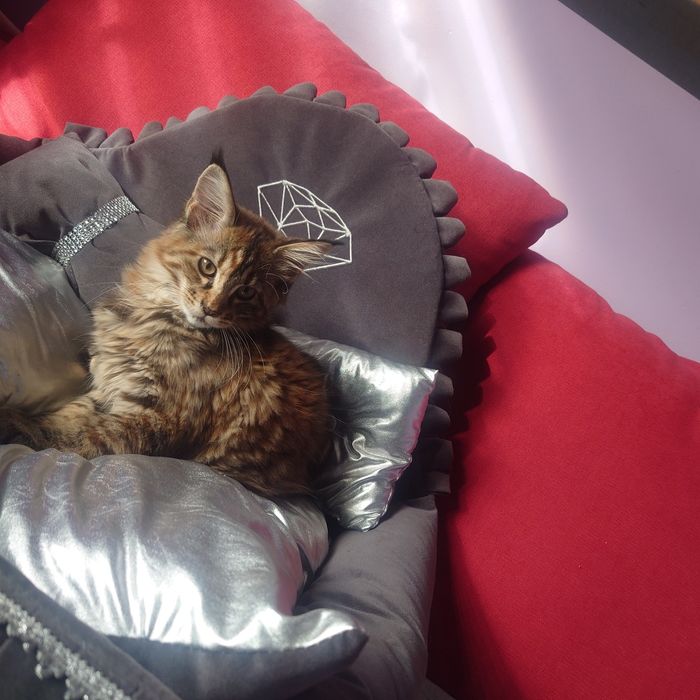 Kotka Maine coon