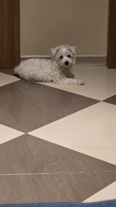 Piesek czeka na nowy dom West Highland White Terrier