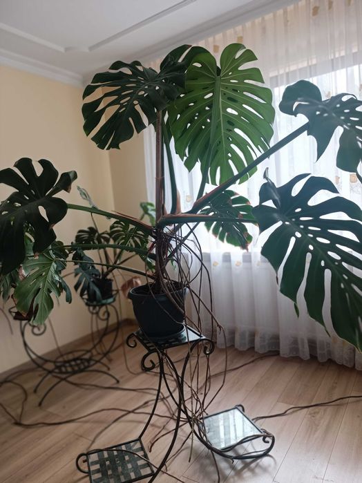 Monstera wielkolistna