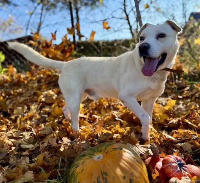 pies w typie labradora do adopcji