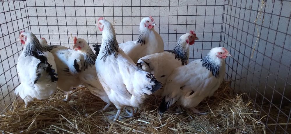 Kury Nioski Rosa 24 tygodnie. Wysyłka!