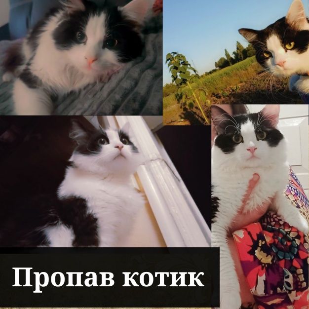 Пропав котик!Допоможіть з пошуком