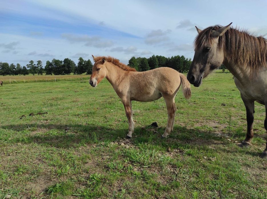 Klaczki konik polski