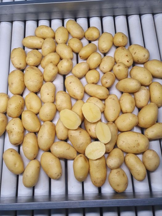 продам Картоплю від фермера