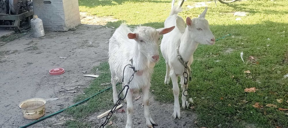 Продам молоденькі козу та козлика.