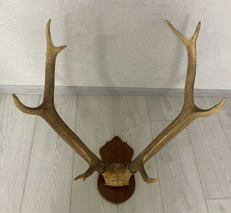 Рога оленя натуральные