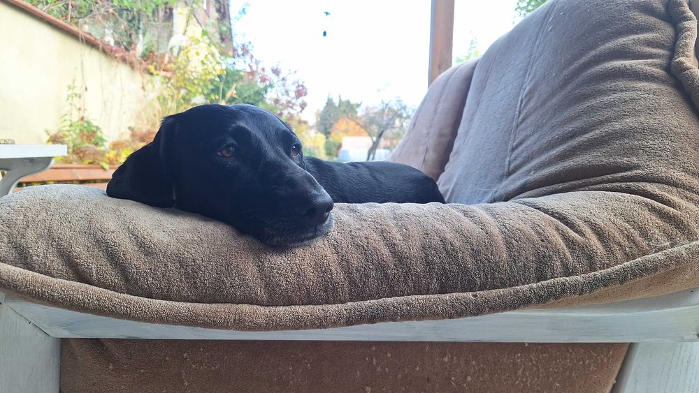 Wyżeł niemiecki czarny - Andzia