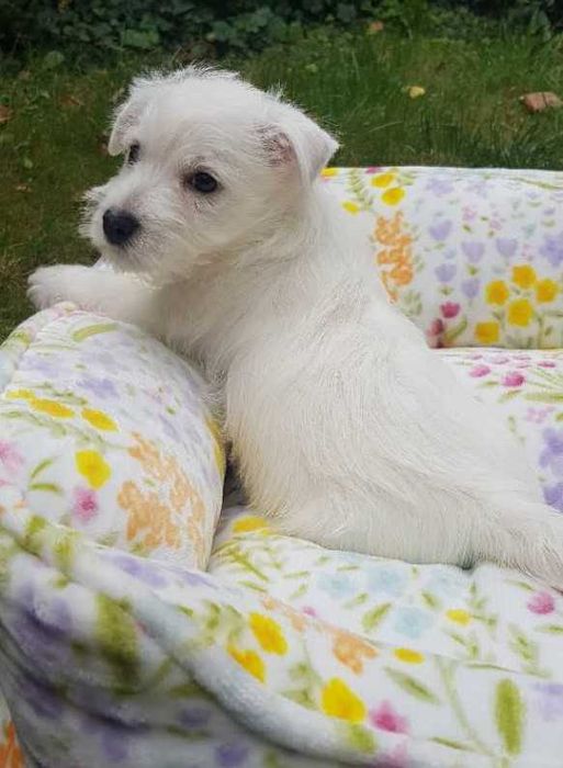 Suczka West highland white terrier po wielokrotnym Championie