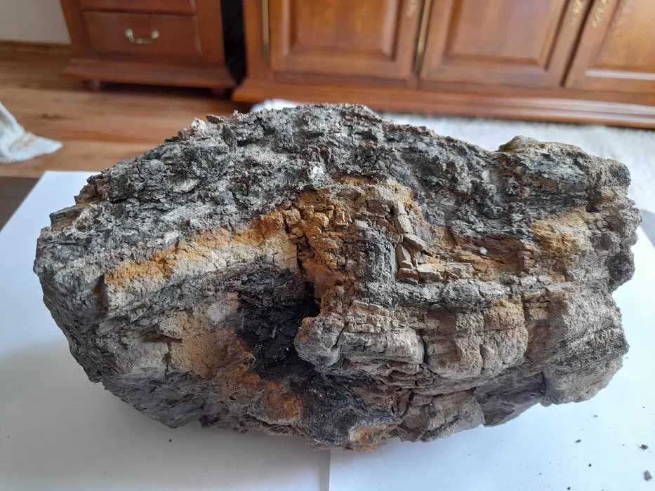 Muzealny okaz skamieniałego drzewa. Miocen. Bełchatów