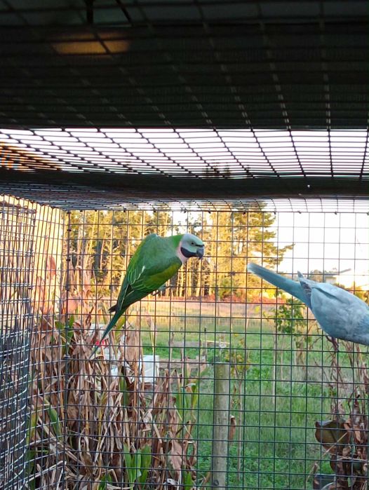 Moustache fêmea de 2023