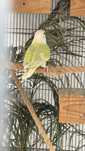 Vendo 5 casais de Agapornis