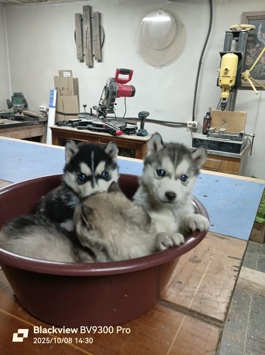 Цуценята хаскі  дівчатка