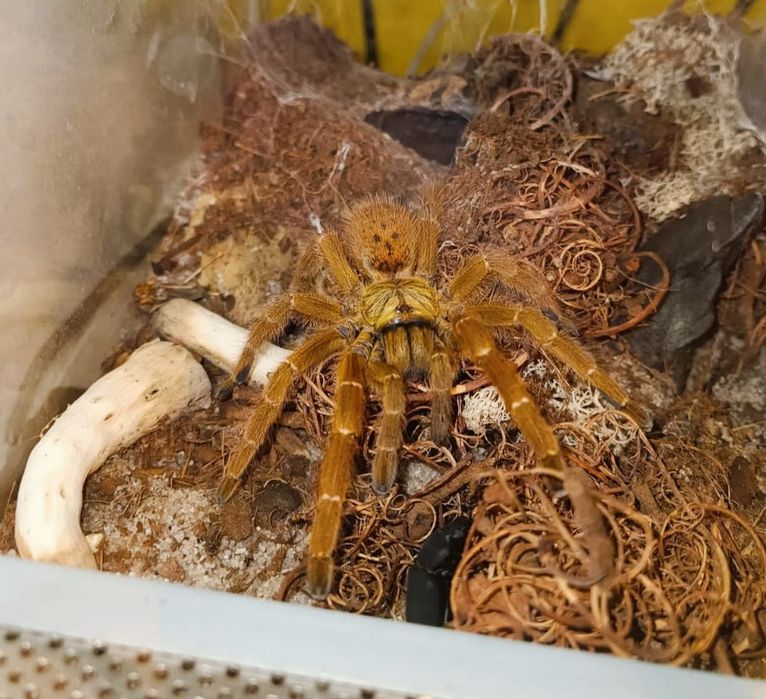 Pająk- Pterinochilus murinus usambara (samica)