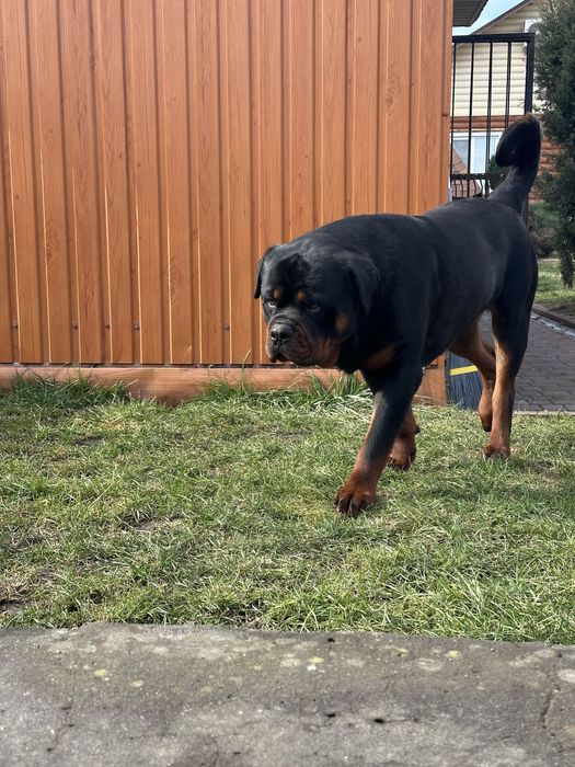 Ротвейлер молодой вязка