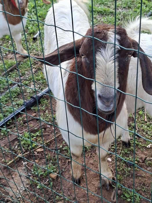 Carneiro texel e bode boer