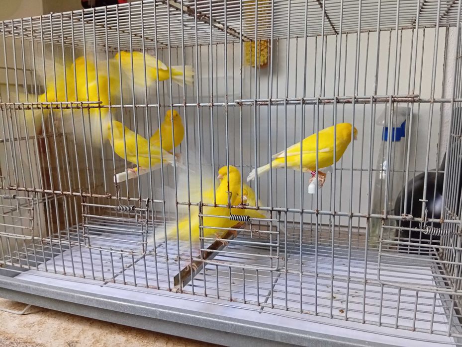 Canários liliana amadora